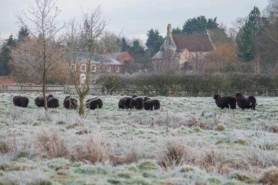 Black Sheep 所圈养的黑威尔士山羊（image：blacksheepknitwear）